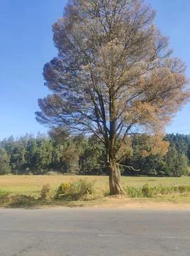 Trees and a field Stock Photos
