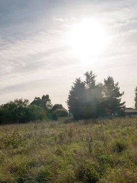 Trees and field with shining ray of light Stock Photos