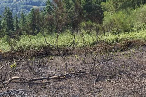 The trees and fields after a forest fire during the summer in Galicia, Spain. Stock Photos