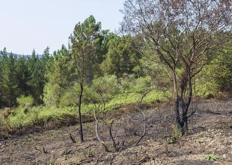 The trees and fields after a forest fire during the summer in Galicia, Spain. Stock Photos