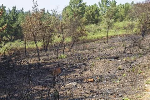 The trees and fields after a forest fire during the summer in Galicia, Spain. Stock Photos