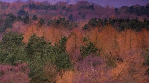Trees and fields of Peak District at sunset Stock Footage 95604595