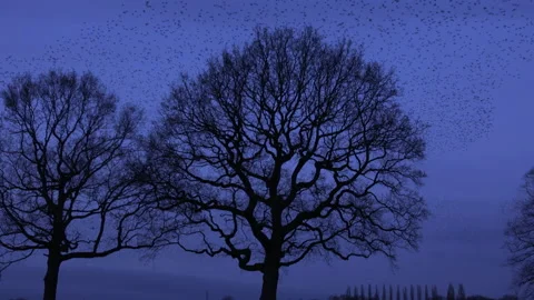Trees and flock of birds flying in the evening light England UK 4K Видео 147870911