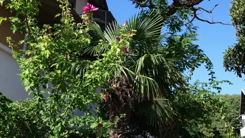 Trees and flowers Stock Footage 249448058