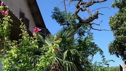 Trees and flowers Stock Footage 249448156