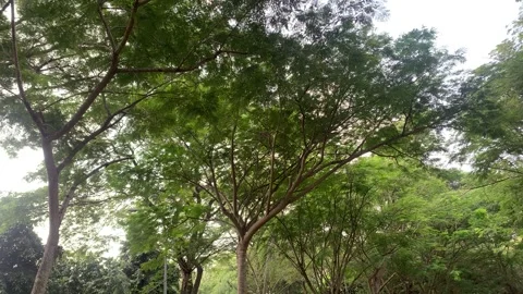 Trees and flowers in the garden. Stock Footage 270190553