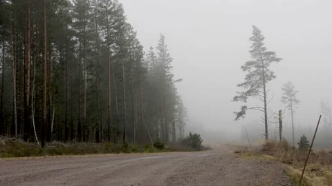 Trees and fog Stock Footage 169103835