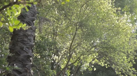 Trees and foliage Stock Footage 5489542