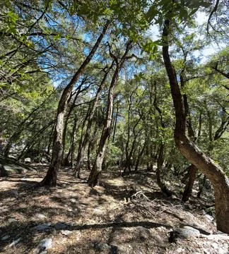 Trees and Foliage Stock Photos