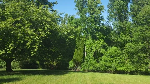 Trees And Foliage On A Warm Spring Day Vidéo 242527620