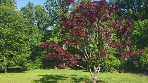 Trees And Foliage On A Warm Spring Day Vidéo 242528777