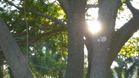 Trees and forest and warm bokeh sun set motion nature footage video clip Stock Footage 97614288