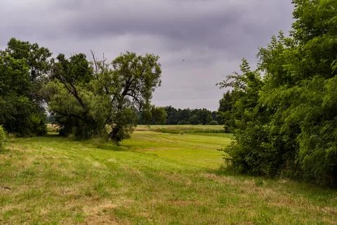 Trees and forest in the background in a meadow under the cloudy sky. Summer. Stock Photos