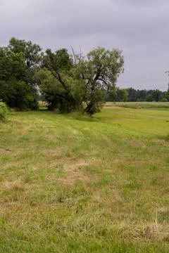 Trees and forest in the background in a meadow under the cloudy sky. Summer. Stock Photos
