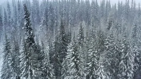 Trees and Forest blowing in a Blizzard during winter with heavy snow Vídeo Stock 134585681