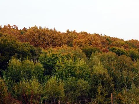 Trees and forest in Maramures Stock Photos