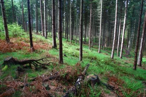 Trees and forest Foto stock