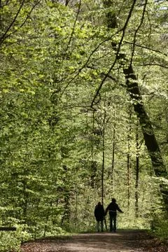 Trees and forest Stock Photos