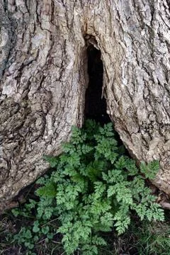 Trees and forest Stock Photos