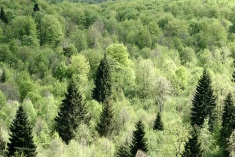 Trees and forest Foto stock