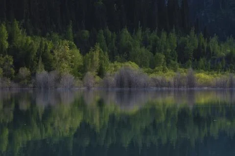 Trees and forest, reflected in spring in the clear, turquoise and serene wa.. Фото
