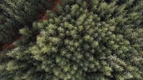 Trees and forest in Scotland Stock Footage 235351405