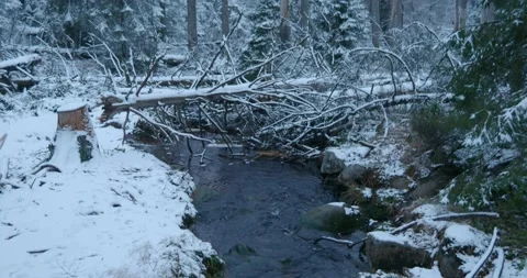 Trees and forest with snow in beautiful winter season Harz mountains landscape Stock Footage 235154645