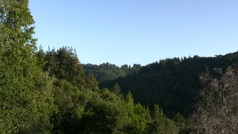 Trees and Forested Hillside Stock Footage 106721205