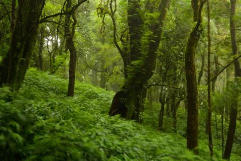 Trees and forests In the range Rain forest, leaf of tree movement by wind and Stock Photos