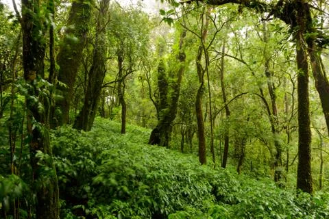 Trees and forests In the range Rain forest, leaf of tree movement by wind and Stock Photos