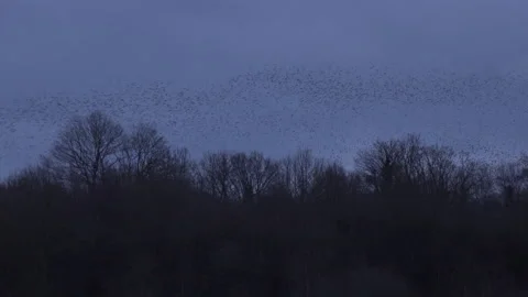 Trees and forrest with flock of birds flying in the evening light England UK 4K Stock Footage 148449568