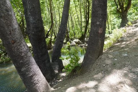 Trees and Fresh Water Source Stock Photos