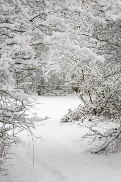 Trees and gate in snow Stock Photos