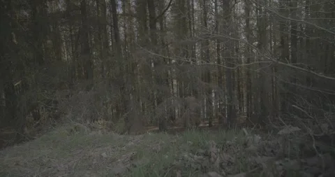 Trees and grass, 4k, VLOG, 24fps Stock Footage 277230208