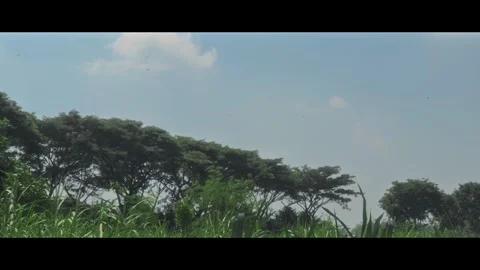 Trees and grass with a bright blue sky background Stock Footage 291524946
