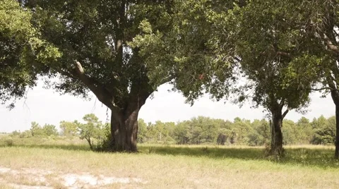 Trees and grass Stock Footage 43210173