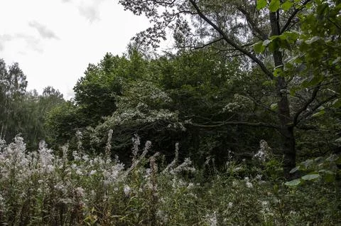 Trees and grass in the forest. Summer landscape in the forest. Stock Photos