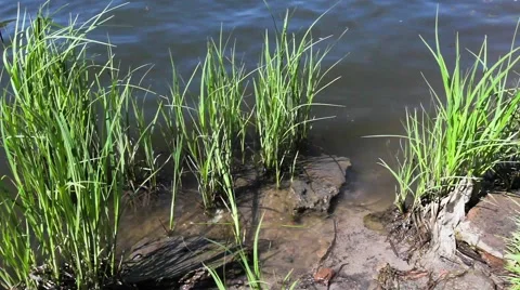 Trees and grass growing in a lake Stock Footage 50637585