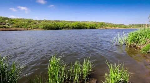 Trees and grass growing in a river on a warm summer day. Stock Footage 49723083