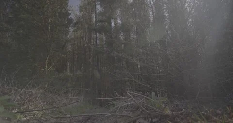 Trees and grass, lense flare, VLOG, 24fps, 4k Stock Footage 277231491