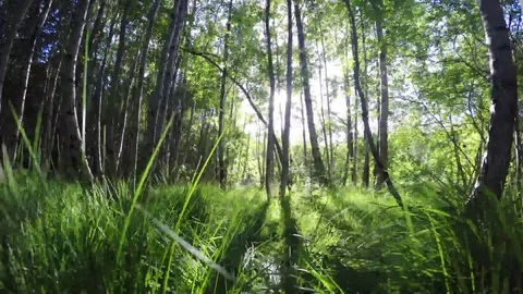 Trees and grass in a low angel at back light Stock Footage 77476762