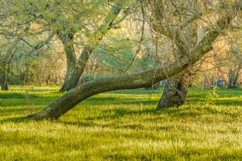 Trees and Grass at Park Stock Photos