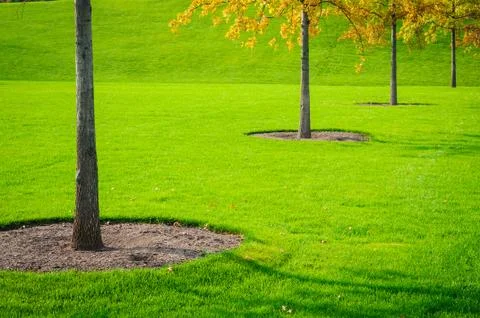 Trees and grass Foto stock