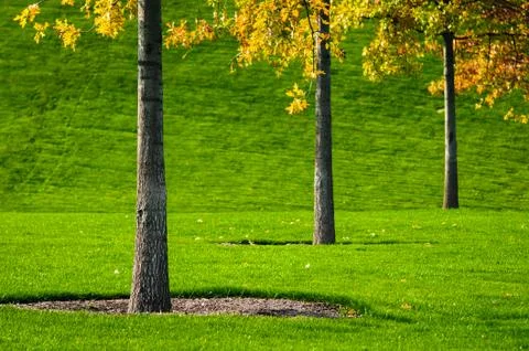 Trees and grass Stock Photos