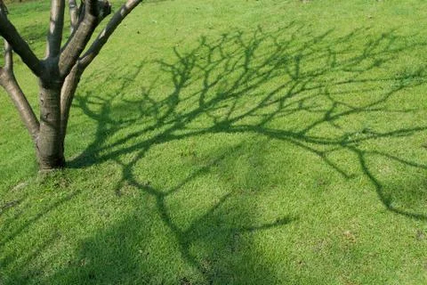 Trees and grass Stock Photos