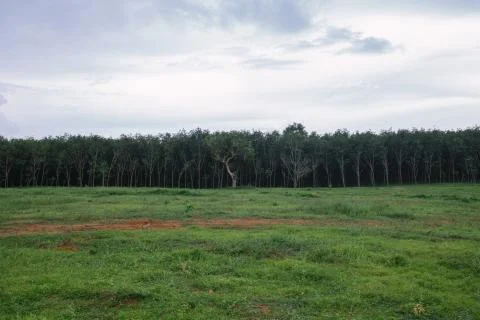 Trees and grass Stock Photos