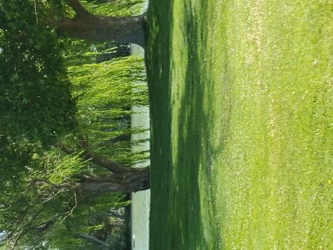 Trees and grass Stock Photos