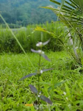 Trees and Grass Foto stock