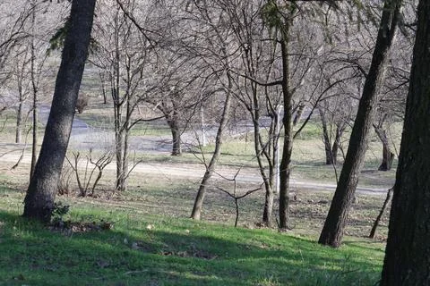 Trees and Grass Stock Photos