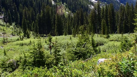 Trees and grass in a snowy mountain range Stock Footage 128154516
